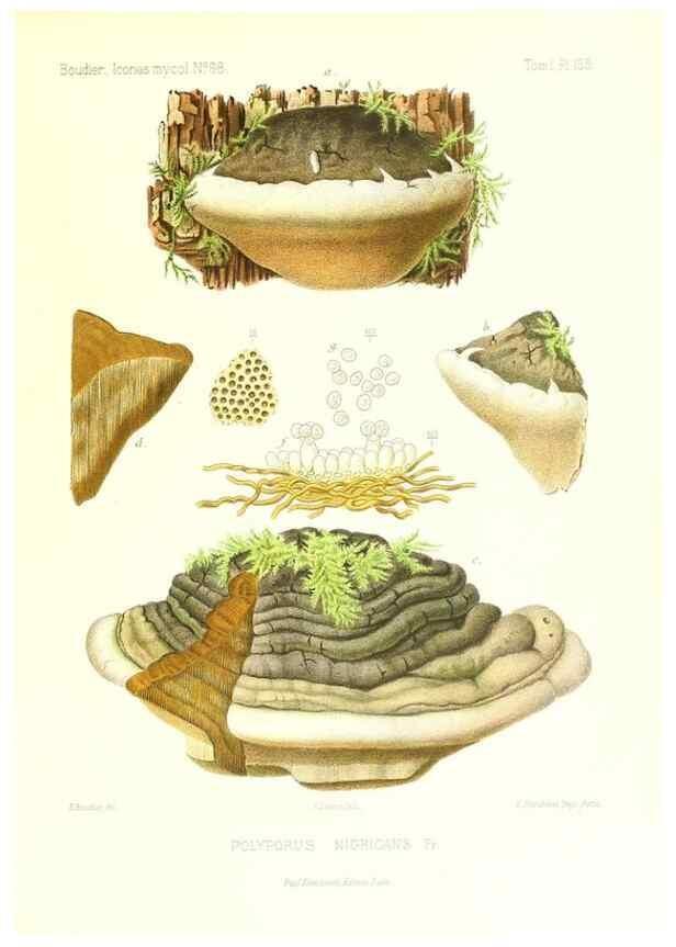 Reproducción/Reproduction 9801316826: Icones mycologicæ, ou Iconographie des champignons de France principalement Discomycetes,. Paris :P. Klincksieck, L. Lhomme, successeur,1905-10.