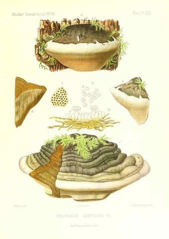 Reproducción/Reproduction 9801316826: Icones mycologicæ, ou Iconographie des champignons de France principalement Discomycetes,. Paris :P. Klincksieck, L. Lhomme, successeur,1905-10.
