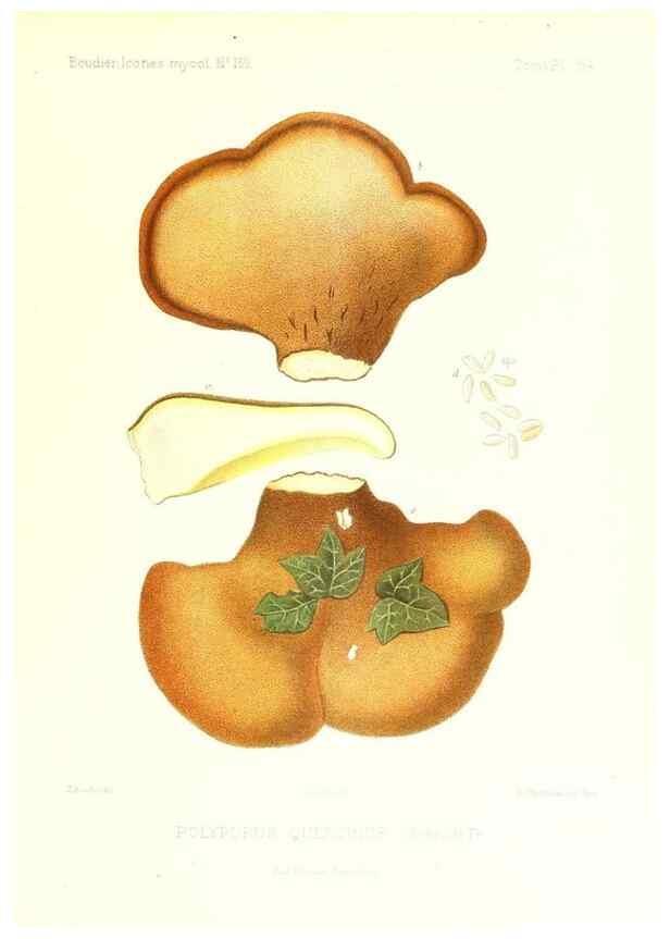 Reproducción/Reproduction 9801313926: Icones mycologicæ, ou Iconographie des champignons de France principalement Discomycetes,. Paris :P. Klincksieck, L. Lhomme, successeur,1905-10.