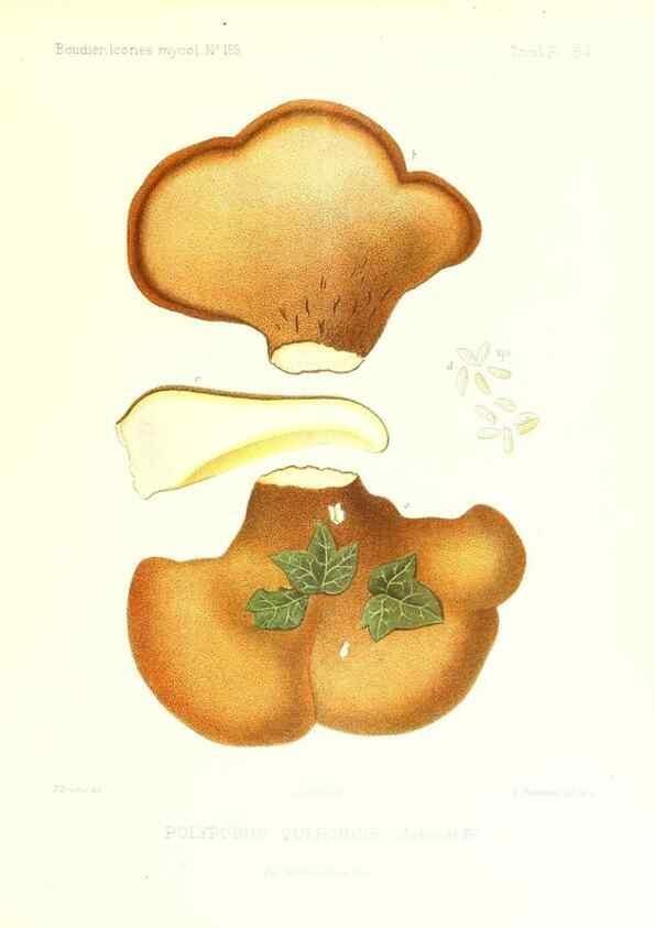 Reproducción/Reproduction 9801313926: Icones mycologicæ, ou Iconographie des champignons de France principalement Discomycetes,. Paris :P. Klincksieck, L. Lhomme, successeur,1905-10.