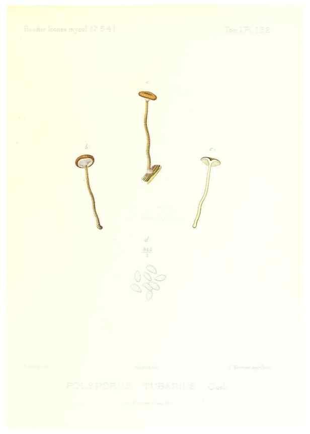 Reproducción/Reproduction 9801361263: Icones mycologicæ, ou Iconographie des champignons de France principalement Discomycetes,. Paris :P. Klincksieck, L. Lhomme, successeur,1905-10.