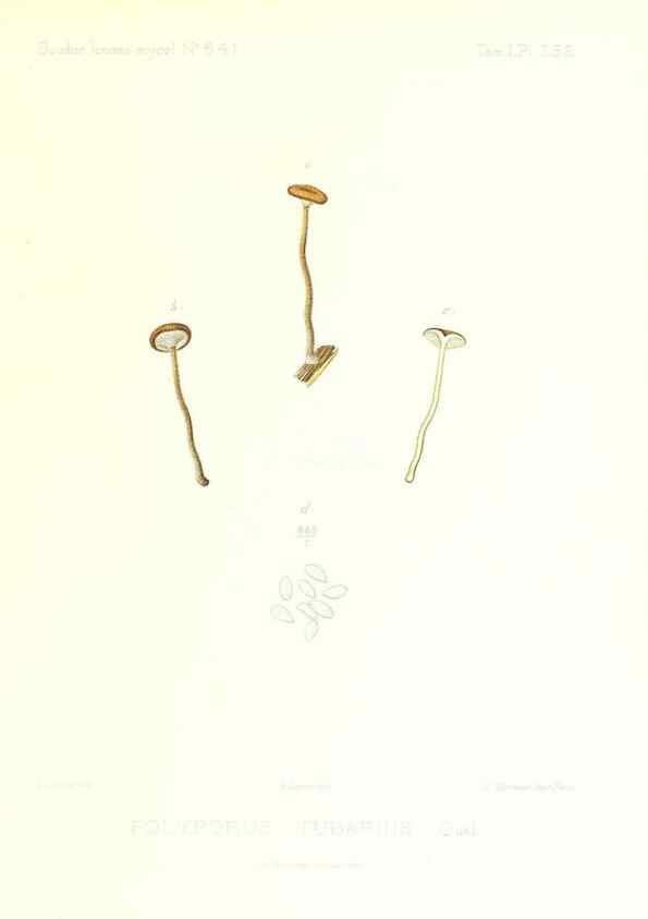 Reproducción/Reproduction 9801361263: Icones mycologicæ, ou Iconographie des champignons de France principalement Discomycetes,. Paris :P. Klincksieck, L. Lhomme, successeur,1905-10.