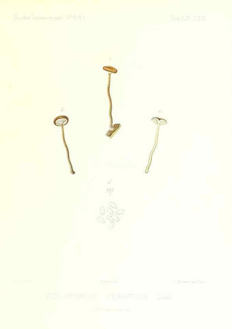 Reproducción/Reproduction 9801361263: Icones mycologicæ, ou Iconographie des champignons de France principalement Discomycetes,. Paris :P. Klincksieck, L. Lhomme, successeur,1905-10.