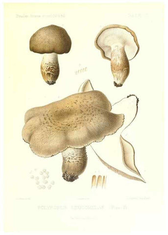 Reproducción/Reproduction 9801307726: Icones mycologicæ, ou Iconographie des champignons de France principalement Discomycetes,. Paris :P. Klincksieck, L. Lhomme, successeur,1905-10.