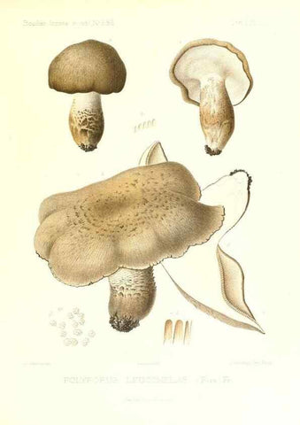 Reproducción/Reproduction 9801307726: Icones mycologicæ, ou Iconographie des champignons de France principalement Discomycetes,. Paris :P. Klincksieck, L. Lhomme, successeur,1905-10.