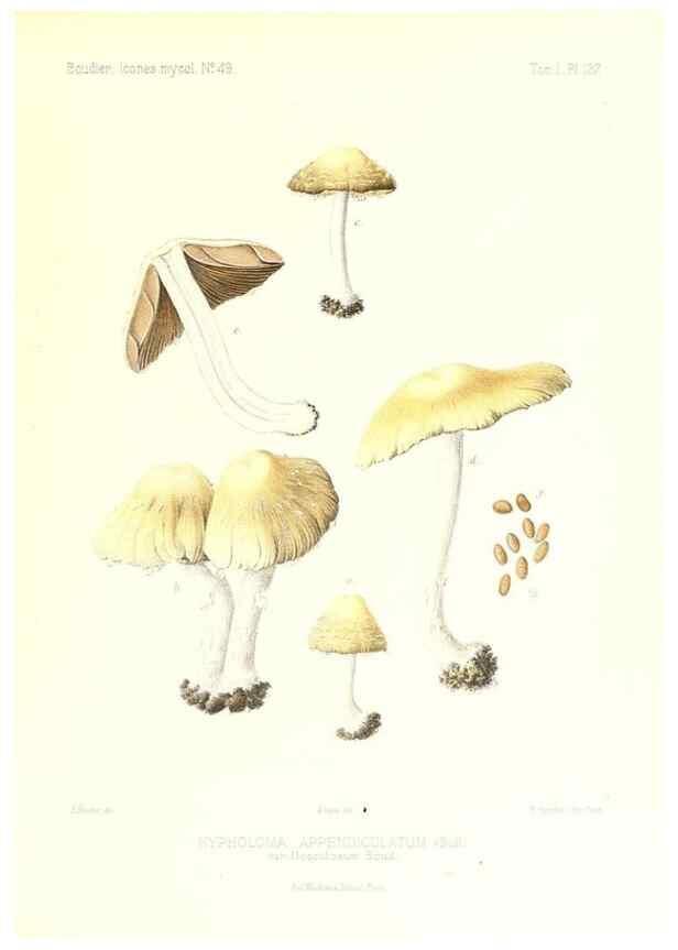 Reproducción/Reproduction 9801324603: Icones mycologicæ, ou Iconographie des champignons de France principalement Discomycetes,. Paris :P. Klincksieck, L. Lhomme, successeur,1905-10.