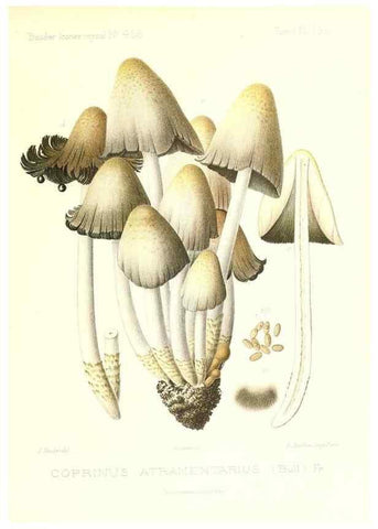 Reproducción/Reproduction 9801243285: Icones mycologicæ, ou Iconographie des champignons de France principalement Discomycetes,. Paris :P. Klincksieck, L. Lhomme, successeur,1905-10.