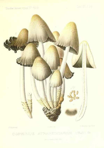Reproducción/Reproduction 9801243285: Icones mycologicæ, ou Iconographie des champignons de France principalement Discomycetes,. Paris :P. Klincksieck, L. Lhomme, successeur,1905-10.