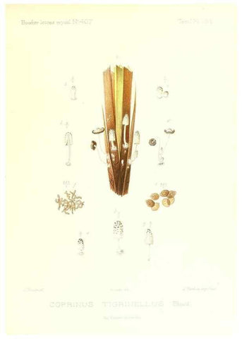 Reproducción/Reproduction 9801244905: Icones mycologicæ, ou Iconographie des champignons de France principalement Discomycetes,. Paris :P. Klincksieck, L. Lhomme, successeur,1905-10.