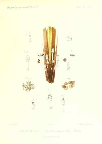 Reproducción/Reproduction 9801244905: Icones mycologicæ, ou Iconographie des champignons de France principalement Discomycetes,. Paris :P. Klincksieck, L. Lhomme, successeur,1905-10.