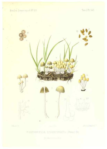 Reproducción/Reproduction 9801247045: Icones mycologicæ, ou Iconographie des champignons de France principalement Discomycetes,. Paris :P. Klincksieck, L. Lhomme, successeur,1905-10.