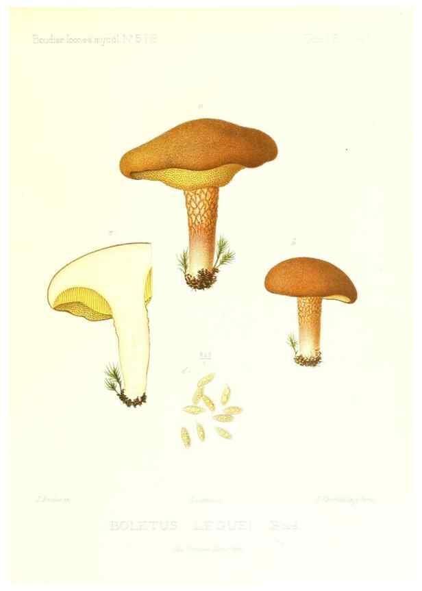 Reproducción/Reproduction 9801249055: Icones mycologicæ, ou Iconographie des champignons de France principalement Discomycetes,. Paris :P. Klincksieck, L. Lhomme, successeur,1905-10.
