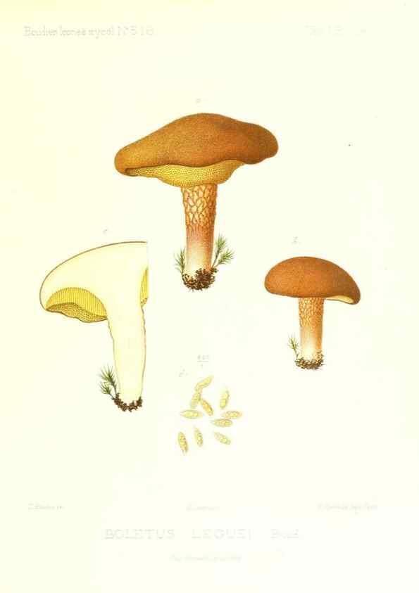Reproducción/Reproduction 9801249055: Icones mycologicæ, ou Iconographie des champignons de France principalement Discomycetes,. Paris :P. Klincksieck, L. Lhomme, successeur,1905-10.