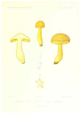 Reproducción/Reproduction 9801250545: Icones mycologicæ, ou Iconographie des champignons de France principalement Discomycetes,. Paris :P. Klincksieck, L. Lhomme, successeur,1905-10.