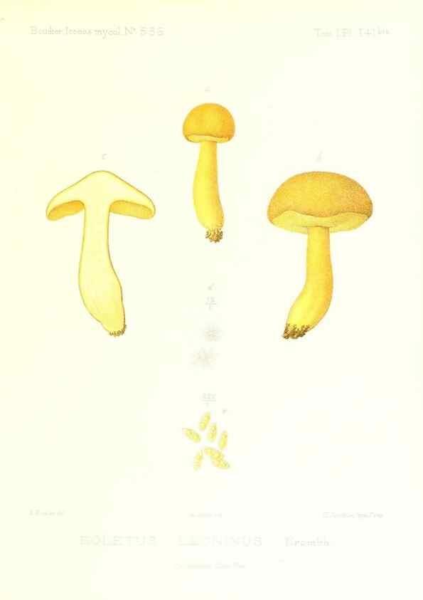 Reproducción/Reproduction 9801250545: Icones mycologicæ, ou Iconographie des champignons de France principalement Discomycetes,. Paris :P. Klincksieck, L. Lhomme, successeur,1905-10.