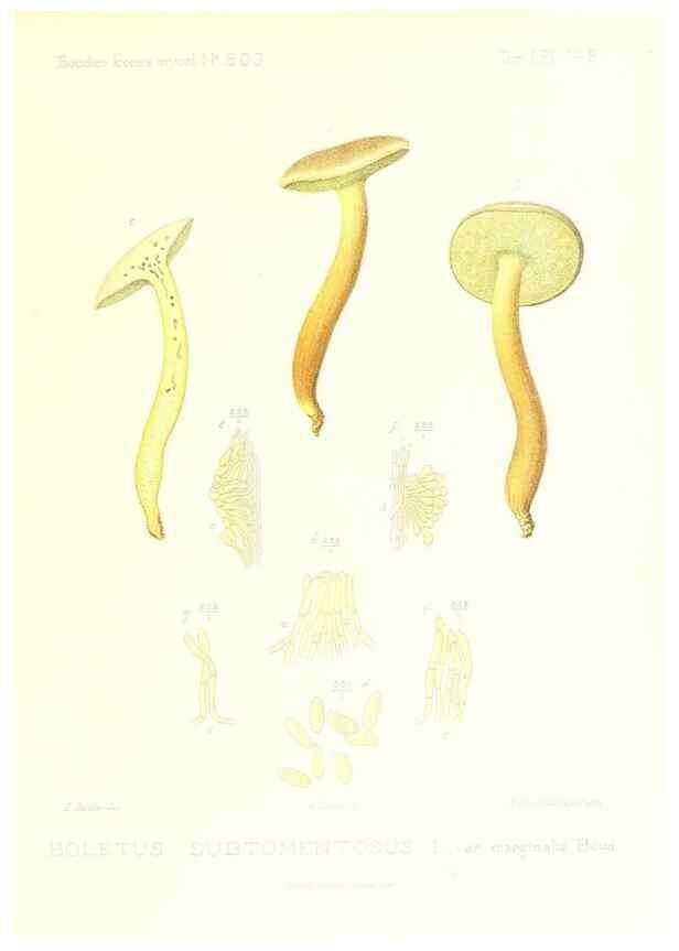 Reproducción/Reproduction 9801276044: Icones mycologicæ, ou Iconographie des champignons de France principalement Discomycetes,. Paris :P. Klincksieck, L. Lhomme, successeur,1905-10.