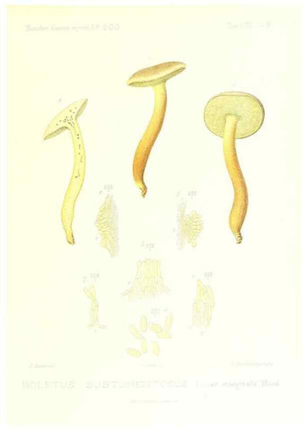 Reproducción/Reproduction 9801276044: Icones mycologicæ, ou Iconographie des champignons de France principalement Discomycetes,. Paris :P. Klincksieck, L. Lhomme, successeur,1905-10.