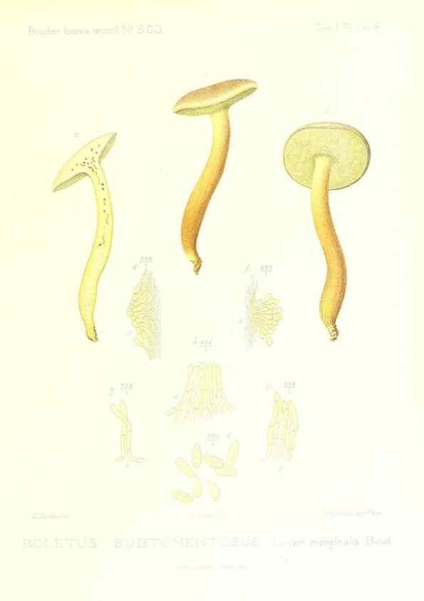 Reproducción/Reproduction 9801276044: Icones mycologicæ, ou Iconographie des champignons de France principalement Discomycetes,. Paris :P. Klincksieck, L. Lhomme, successeur,1905-10.
