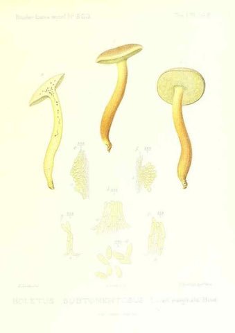 Reproducción/Reproduction 9801276044: Icones mycologicæ, ou Iconographie des champignons de France principalement Discomycetes,. Paris :P. Klincksieck, L. Lhomme, successeur,1905-10.