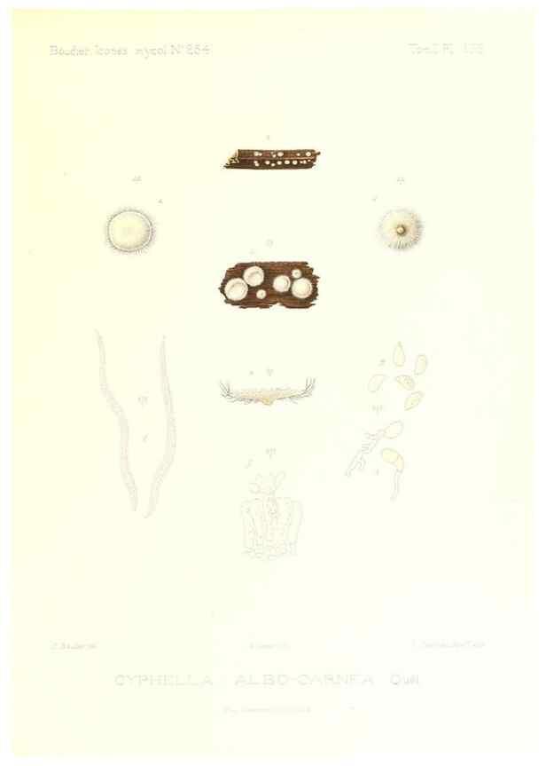 Reproducción/Reproduction 9801415323: Icones mycologicæ, ou Iconographie des champignons de France principalement Discomycetes,. Paris :P. Klincksieck, L. Lhomme, successeur,1905-10.