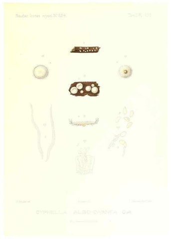 Reproducción/Reproduction 9801415323: Icones mycologicæ, ou Iconographie des champignons de France principalement Discomycetes,. Paris :P. Klincksieck, L. Lhomme, successeur,1905-10.