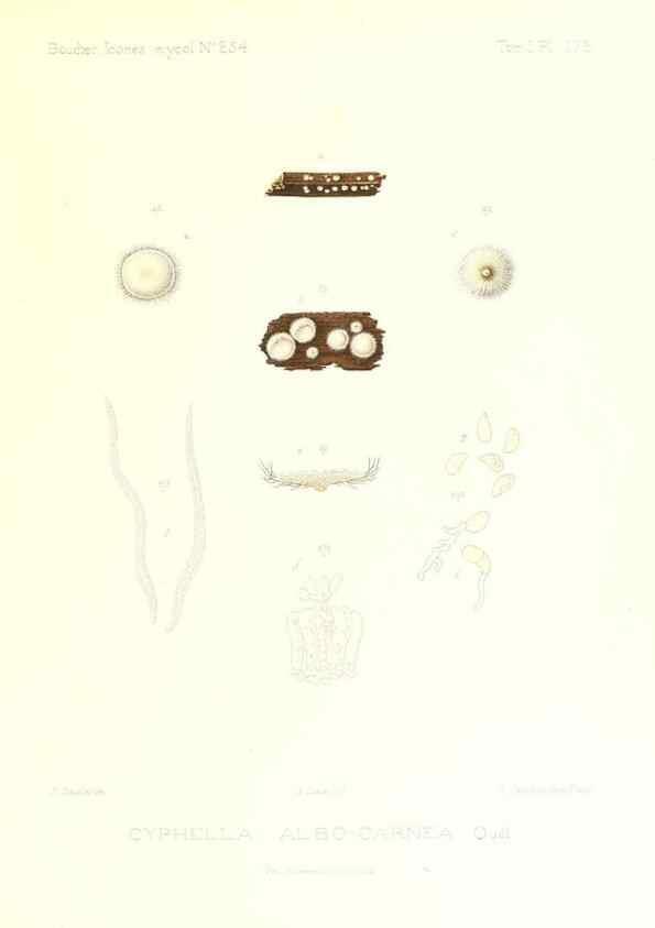 Reproducción/Reproduction 9801415323: Icones mycologicæ, ou Iconographie des champignons de France principalement Discomycetes,. Paris :P. Klincksieck, L. Lhomme, successeur,1905-10.