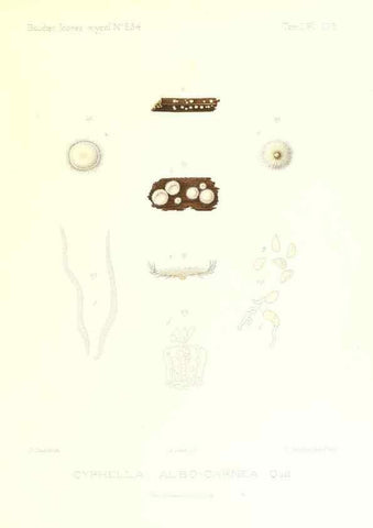 Reproducción/Reproduction 9801415323: Icones mycologicæ, ou Iconographie des champignons de France principalement Discomycetes,. Paris :P. Klincksieck, L. Lhomme, successeur,1905-10.