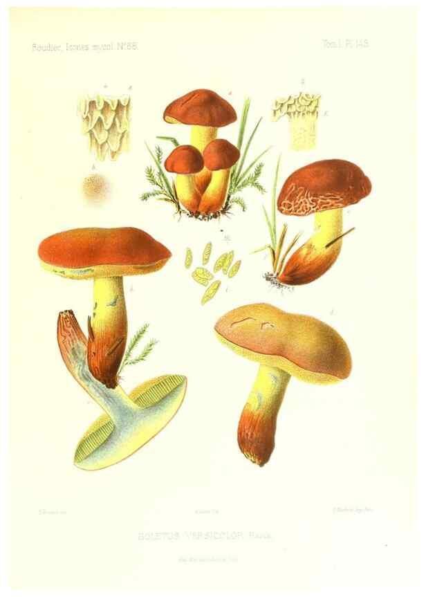 Reproducción/Reproduction 9801337733: Icones mycologicæ, ou Iconographie des champignons de France principalement Discomycetes,. Paris :P. Klincksieck, L. Lhomme, successeur,1905-10.