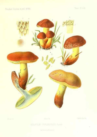 Reproducción/Reproduction 9801337733: Icones mycologicæ, ou Iconographie des champignons de France principalement Discomycetes,. Paris :P. Klincksieck, L. Lhomme, successeur,1905-10.