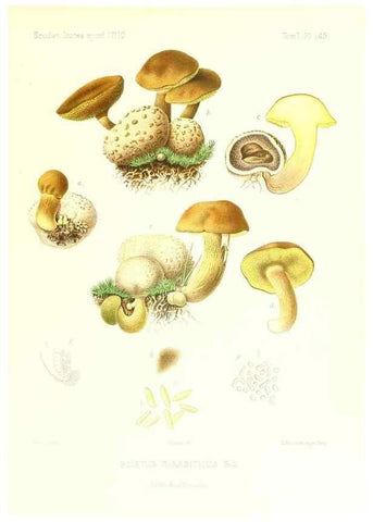 Reproducción/Reproduction 9801283154: Icones mycologicæ, ou Iconographie des champignons de France principalement Discomycetes,. Paris :P. Klincksieck, L. Lhomme, successeur,1905-10.