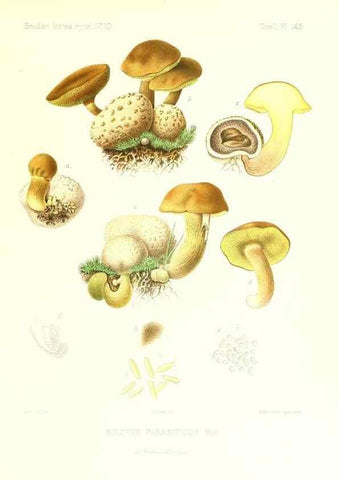 Reproducción/Reproduction 9801283154: Icones mycologicæ, ou Iconographie des champignons de France principalement Discomycetes,. Paris :P. Klincksieck, L. Lhomme, successeur,1905-10.