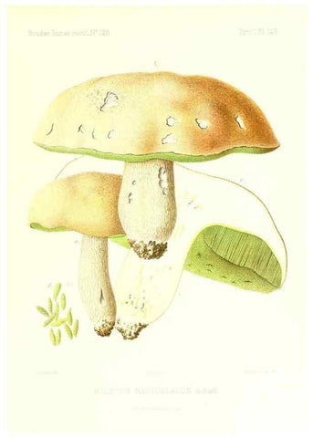 Reproducción/Reproduction 9801346343: Icones mycologicæ, ou Iconographie des champignons de France principalement Discomycetes,. Paris :P. Klincksieck, L. Lhomme, successeur,1905-10.