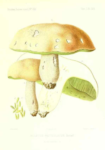 Reproducción/Reproduction 9801346343: Icones mycologicæ, ou Iconographie des champignons de France principalement Discomycetes,. Paris :P. Klincksieck, L. Lhomme, successeur,1905-10.