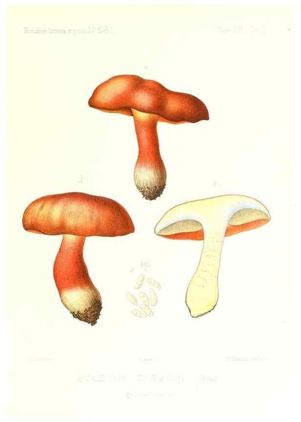 Reproducción/Reproduction 9801264655: Icones mycologicæ, ou Iconographie des champignons de France principalement Discomycetes,. Paris :P. Klincksieck, L. Lhomme, successeur,1905-10.