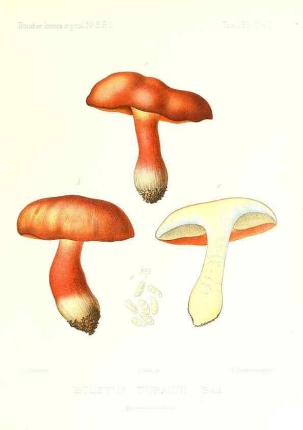 Reproducción/Reproduction 9801264655: Icones mycologicæ, ou Iconographie des champignons de France principalement Discomycetes,. Paris :P. Klincksieck, L. Lhomme, successeur,1905-10.
