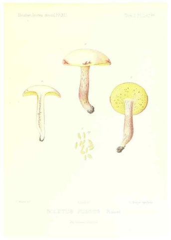 Reproducción/Reproduction 9801298536: Icones mycologicæ, ou Iconographie des champignons de France principalement Discomycetes,. Paris :P. Klincksieck, L. Lhomme, successeur,1905-10.