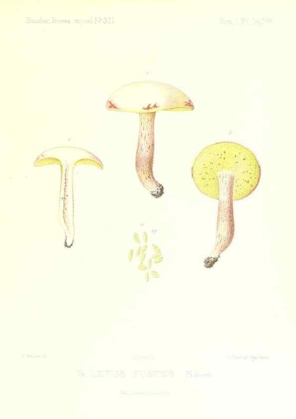Reproducción/Reproduction 9801298536: Icones mycologicæ, ou Iconographie des champignons de France principalement Discomycetes,. Paris :P. Klincksieck, L. Lhomme, successeur,1905-10.