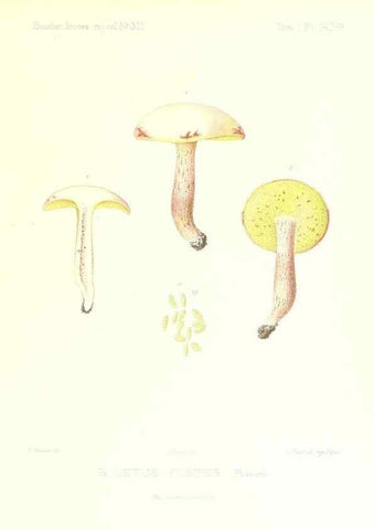 Reproducción/Reproduction 9801298536: Icones mycologicæ, ou Iconographie des champignons de France principalement Discomycetes,. Paris :P. Klincksieck, L. Lhomme, successeur,1905-10.