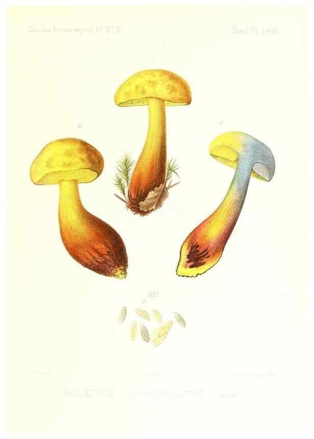 Reproducción/Reproduction 9801269175: Icones mycologicæ, ou Iconographie des champignons de France principalement Discomycetes,. Paris :P. Klincksieck, L. Lhomme, successeur,1905-10.