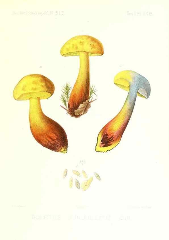 Reproducción/Reproduction 9801269175: Icones mycologicæ, ou Iconographie des champignons de France principalement Discomycetes,. Paris :P. Klincksieck, L. Lhomme, successeur,1905-10.