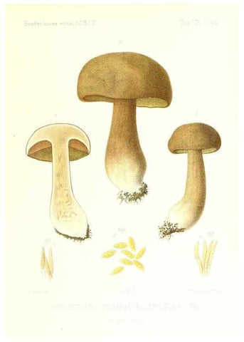 Reproducción/Reproduction 9801302846: Icones mycologicæ, ou Iconographie des champignons de France principalement Discomycetes,. Paris :P. Klincksieck, L. Lhomme, successeur,1905-10.