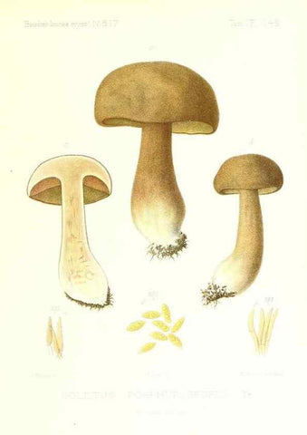 Reproducción/Reproduction 9801302846: Icones mycologicæ, ou Iconographie des champignons de France principalement Discomycetes,. Paris :P. Klincksieck, L. Lhomme, successeur,1905-10.
