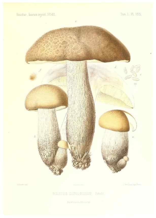 Reproducción/Reproduction 9801357533: Icones mycologicæ, ou Iconographie des champignons de France principalement Discomycetes,. Paris :P. Klincksieck, L. Lhomme, successeur,1905-10.