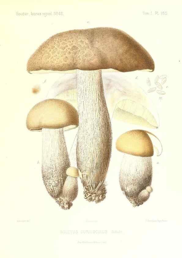 Reproducción/Reproduction 9801357533: Icones mycologicæ, ou Iconographie des champignons de France principalement Discomycetes,. Paris :P. Klincksieck, L. Lhomme, successeur,1905-10.