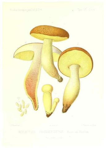 Reproducción/Reproduction 9801340213: Icones mycologicæ, ou Iconographie des champignons de France principalement Discomycetes,. Paris :P. Klincksieck, L. Lhomme, successeur,1905-10.