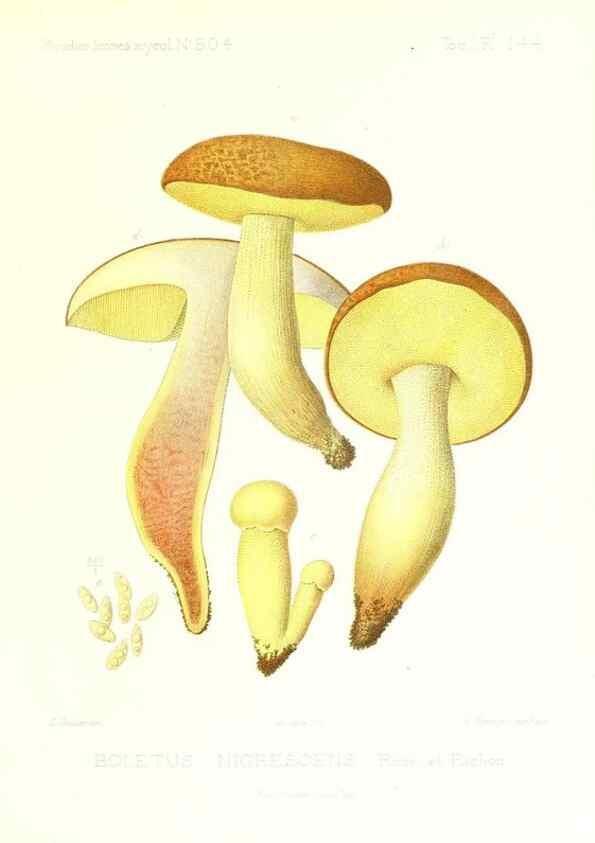 Reproducción/Reproduction 9801340213: Icones mycologicæ, ou Iconographie des champignons de France principalement Discomycetes,. Paris :P. Klincksieck, L. Lhomme, successeur,1905-10.