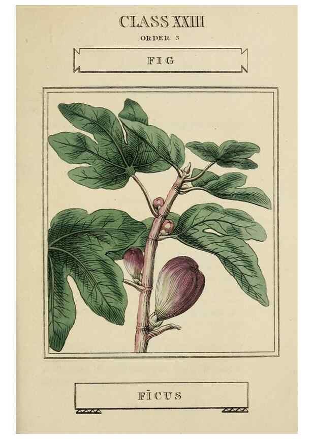 Reproducción/Reproduction 9900465935: Elements of the science of botany,. London,Printed by T. Bensley for J. Murray.1812.