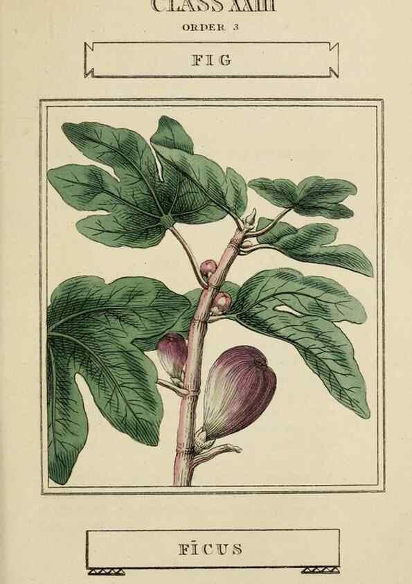 Reproducción/Reproduction 9900465935: Elements of the science of botany,. London,Printed by T. Bensley for J. Murray.1812.