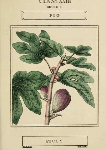 Reproducción/Reproduction 9900465935: Elements of the science of botany,. London,Printed by T. Bensley for J. Murray.1812.