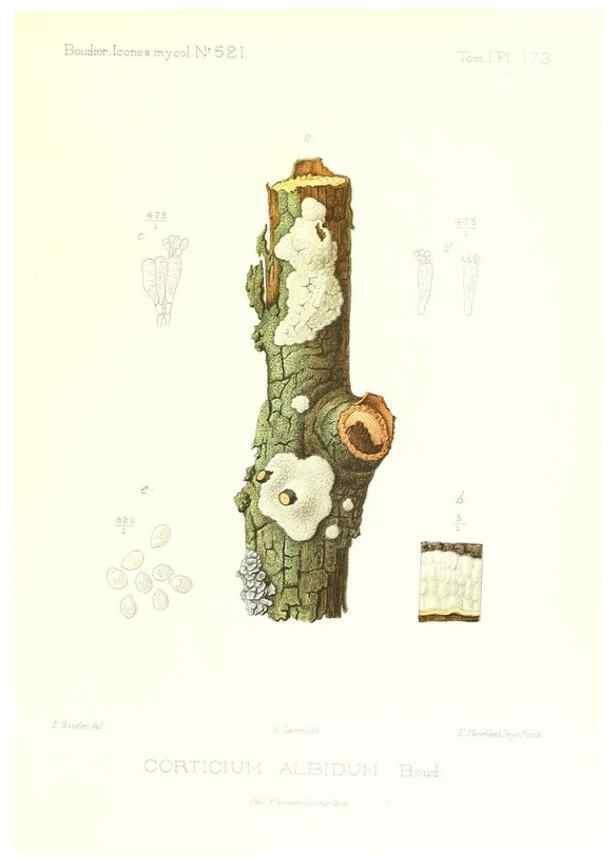 Reproducción/Reproduction 9801365936: Icones mycologicæ, ou Iconographie des champignons de France principalement Discomycetes,. Paris :P. Klincksieck, L. Lhomme, successeur,1905-10.